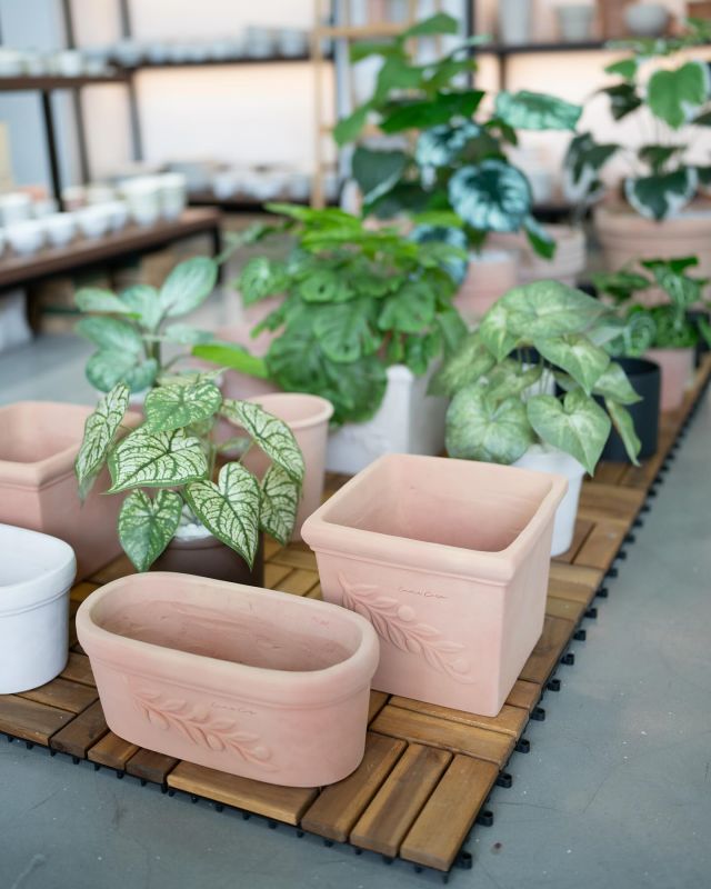 Teracotta flower pot

#enviecasa#flowerpot#teracottapot#midtown#flowers